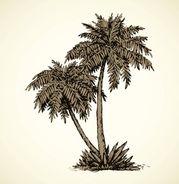Plajda palmiye. Vektör çizim