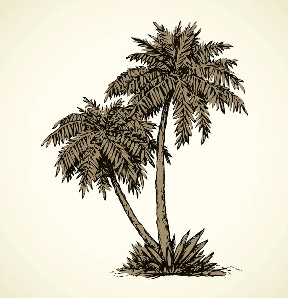 Palma en la playa. Dibujo vectorial — Archivo Imágenes Vectoriales