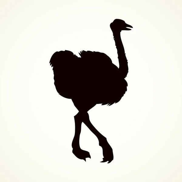 Ostrich. Vector drawing — Stock Vector