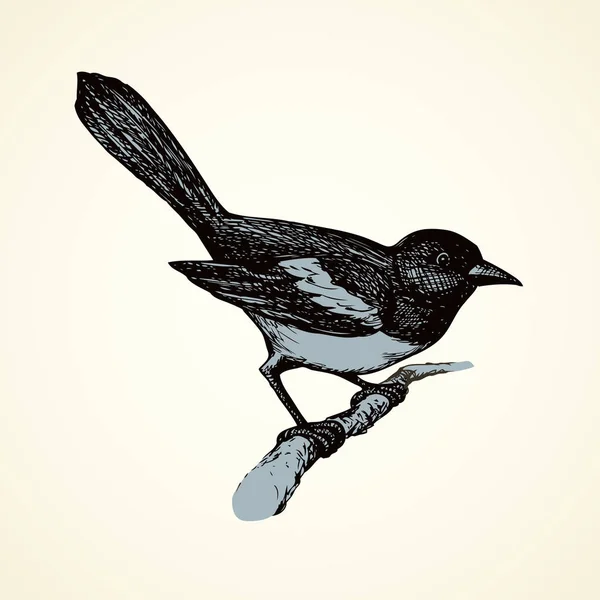 Desenho vetorial de uma série de esboços "Birds". Magpie. —  Vetores de Stock