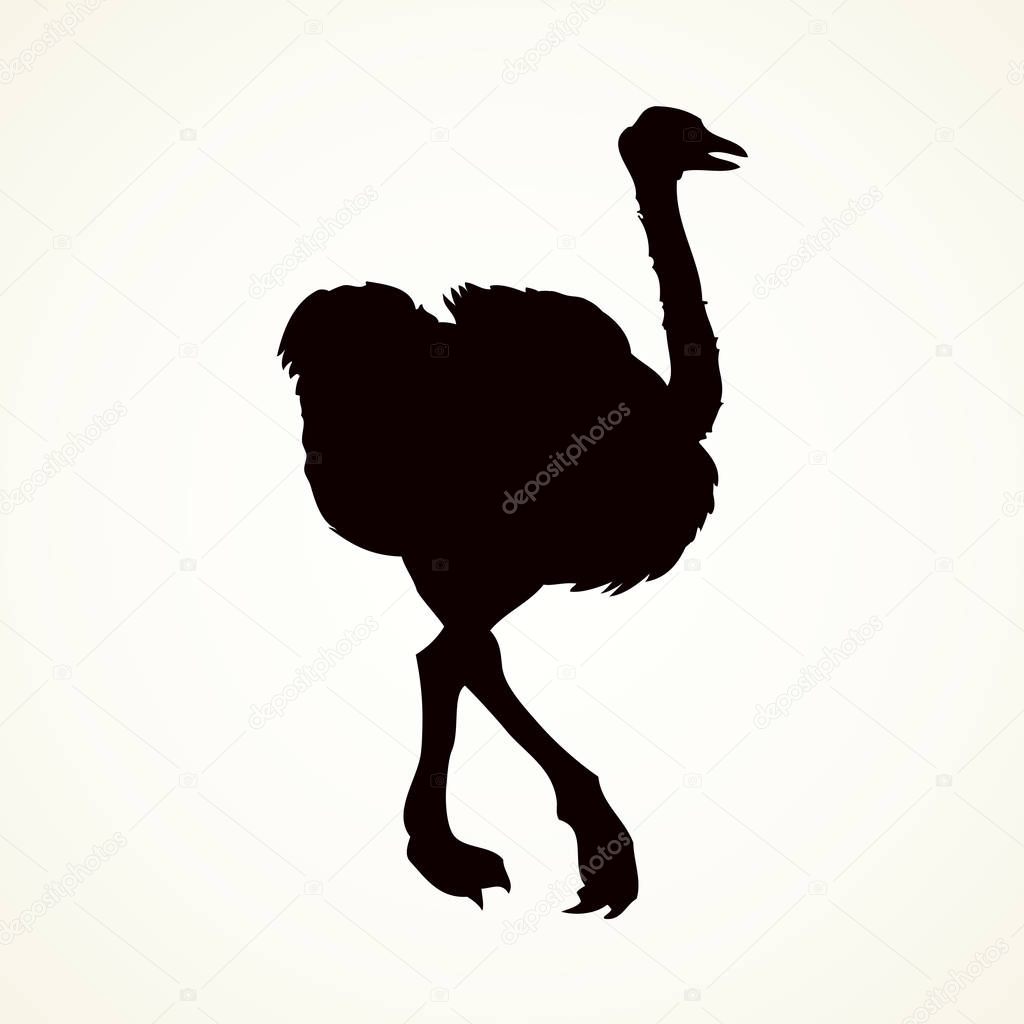 Ostrich. Vector drawing