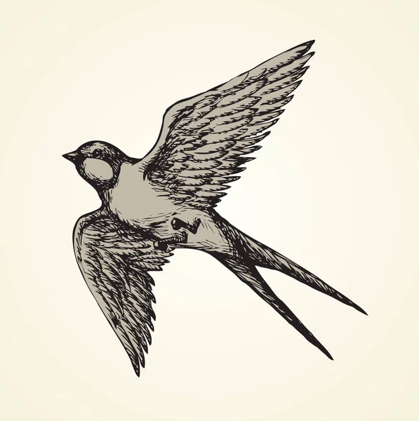 Vektorzeichnung einer Serie von Skizzen "Vögel". schlucken — Stockvektor