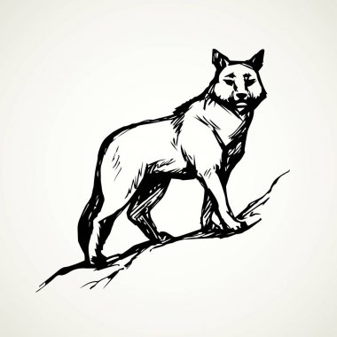 Wolf. Vector drawing clipart