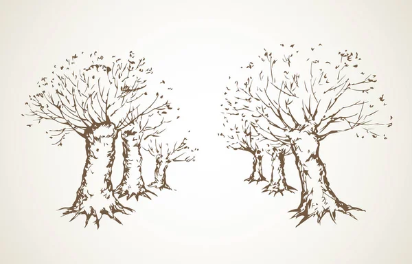 Allée d'arbres sans feuilles. Dessin vectoriel — Image vectorielle