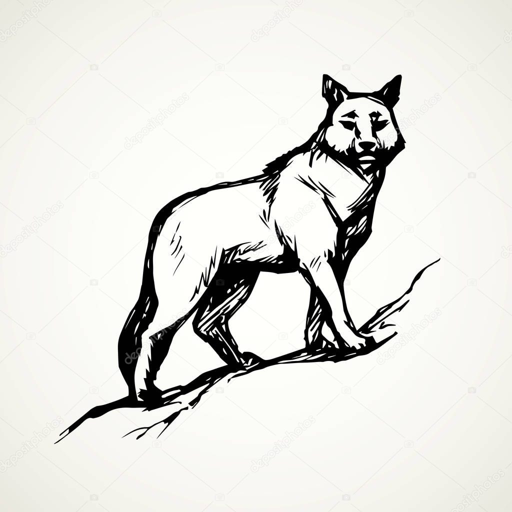 Furry gray canidae lagopus lupus stand on light sky backdrop. Freehand line black ink hand drawn picture sketchy in art retro doodle etching style pen on paper. Closeup side view with space for text