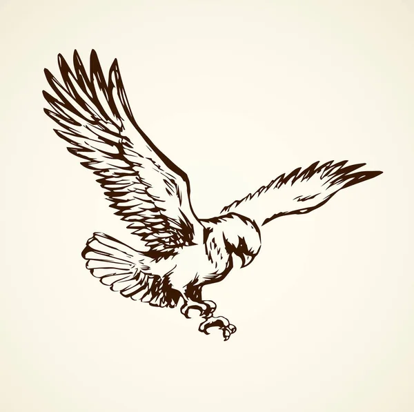 Eagle. Vector tekening — Stockvector