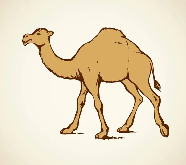 Camel. Vector sketch — Stock Vector