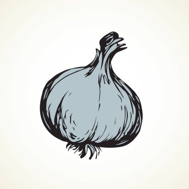 sarımsak. vektör çizim