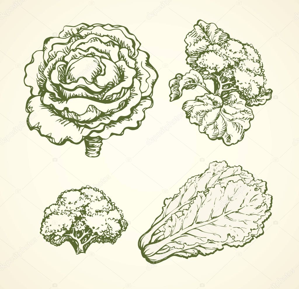 Cabbage. Vector drawing