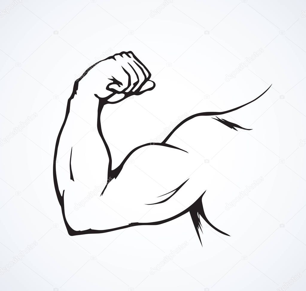 Fist and biceps. Vector drawing