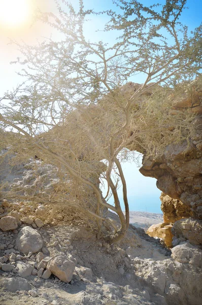 Parque de Ein Gedi — Foto de Stock