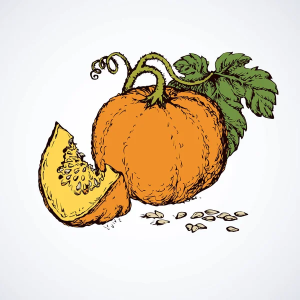 Piece of pumpkin. Vector drawing — Stock Vector