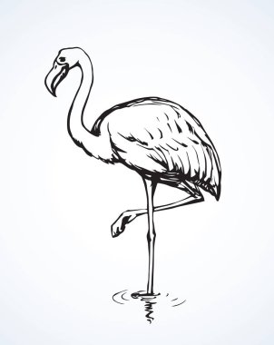 Flamingo. Vektör çizim