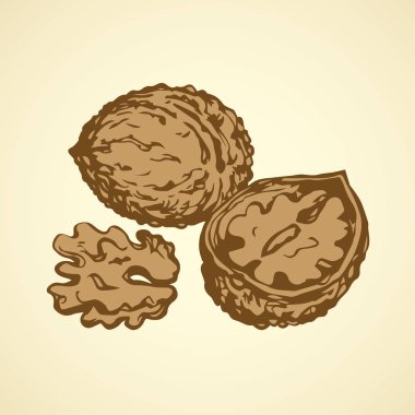 Ceviz. Vektör çizim