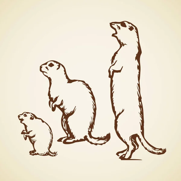 Marmotte. Illustration vectorielle — Image vectorielle