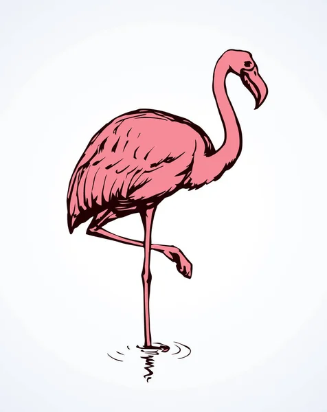 Flamingo. Vector drawing — Stock Vector