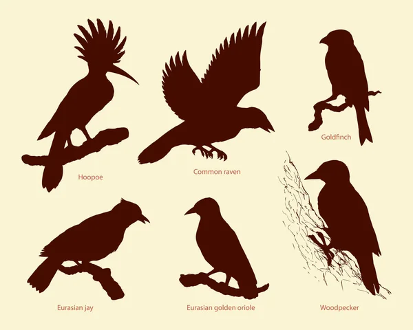 Conjunto vectorial de aves: cuervo, abubilla, oríolo, pájaro carpintero, arrendajo, oro — Vector de stock