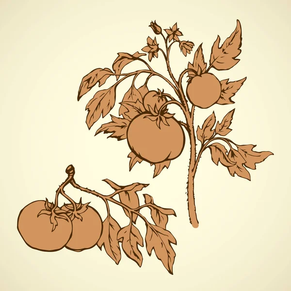 Tomaten. Vector tekening — Stockvector