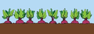 Pancar. Vektör çizim