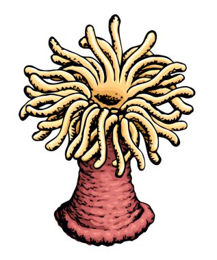 Deniz anemone. Vektör çizimi