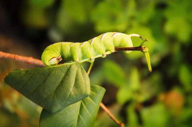 Büyük tırtıl Şahin