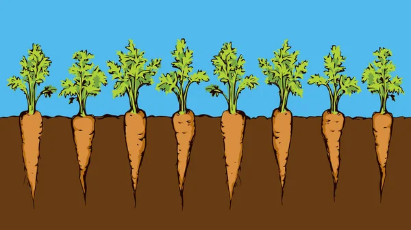Zanahoria. Dibujo vectorial — Vector de stock