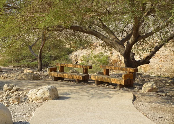 アイン Gedy の公園のベンチ — ストック写真