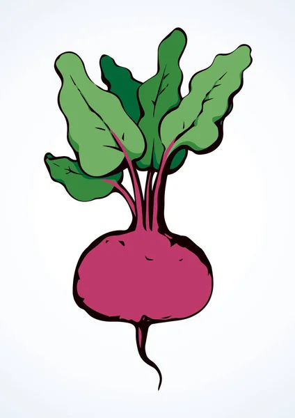 Beet. Vector drawing — Stock Vector