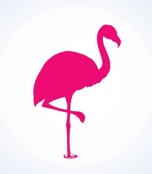 Flamingo. Vector tekening — Stockvector