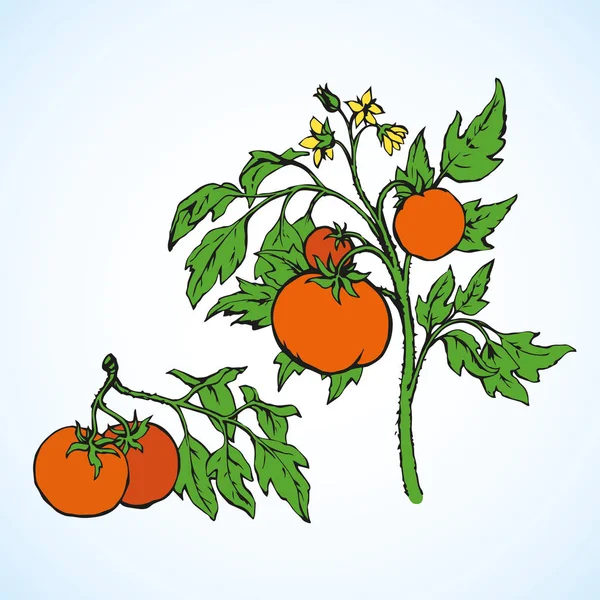 Tomates. Desenho vetorial —  Vetores de Stock