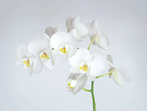 Il ramo di orchidea bianca — Foto Stock