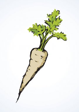 Havuç. Vektör çizim