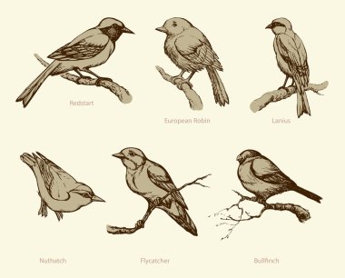 Vector set of birds: Bullfinch, Redstart, Nuthatch, Flycatcher,  clipart