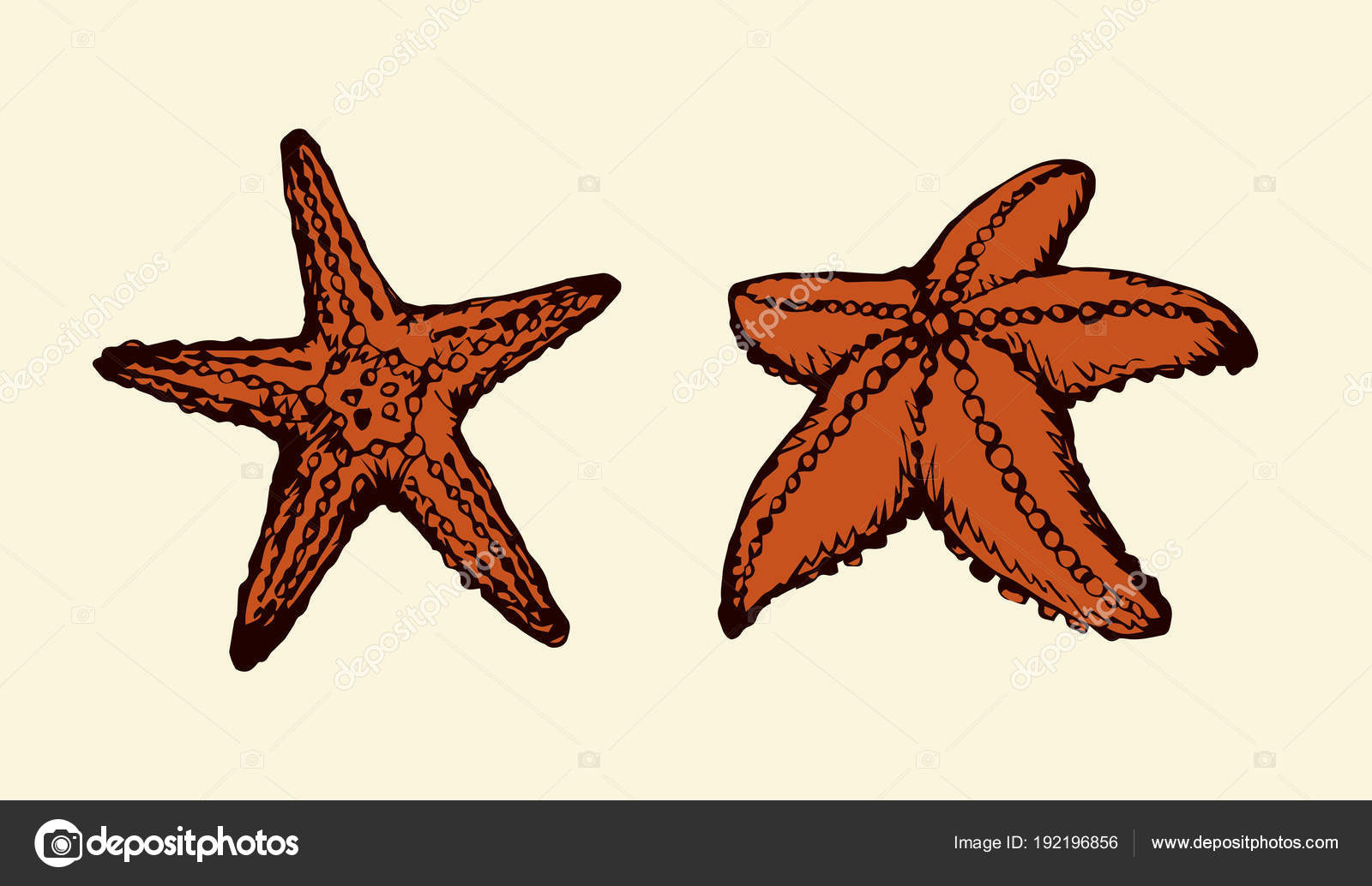 Hand Drawn Starfish Underwater Living Organism Sketch Style Vector  Illustration Stock Illustration - Download Image Now - iStock