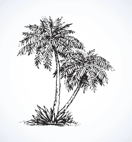 Palma en la playa. Dibujo vectorial — Archivo Imágenes Vectoriales