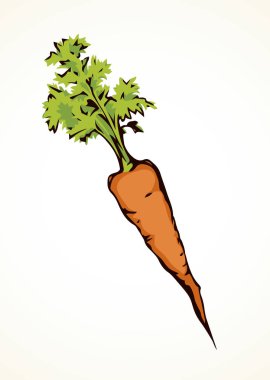 Havuç. Vektör çizim