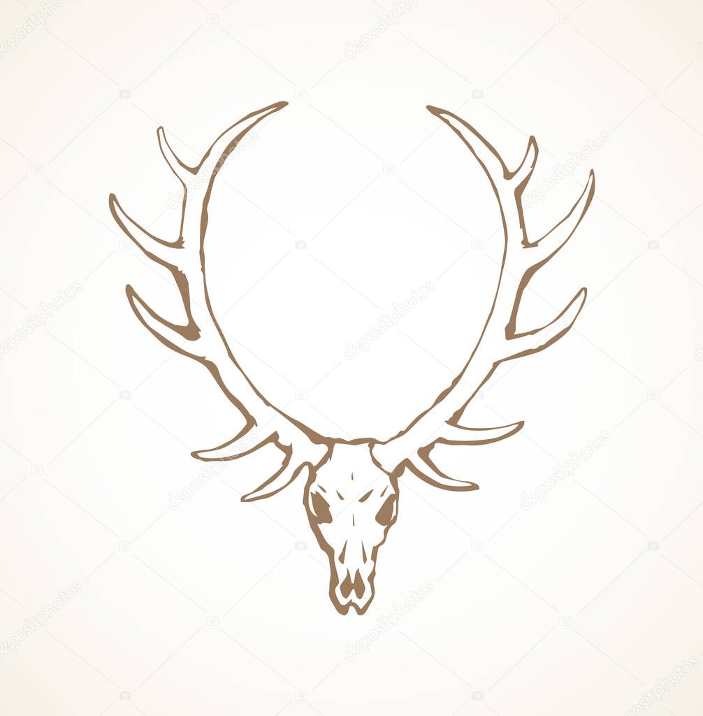 Skull of deer. Vector drawing