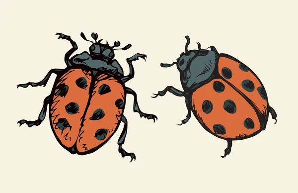 Ladybug. Vector drawing — Stock Vector