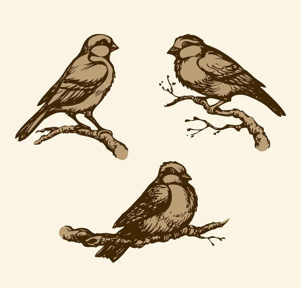 Vektör çizim. Göğüsleri, Serçe ve dalları üzerinde bullfinches — Stok Vektör