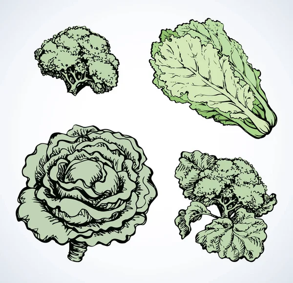 Kohl. Vektorzeichnung — Stockvektor