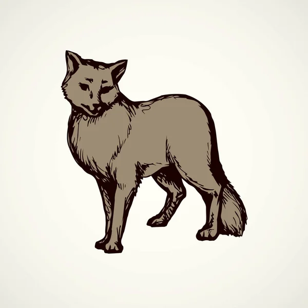 Wolf. Vector tekening — Stockvector