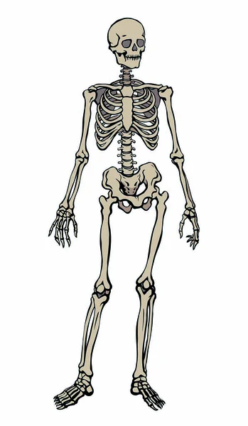 Esqueleto humano. Desenho esquemático vetorial — Vetor de Stock