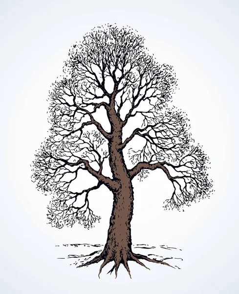 Tall oak in winter. Vector drawing — Stock Vector