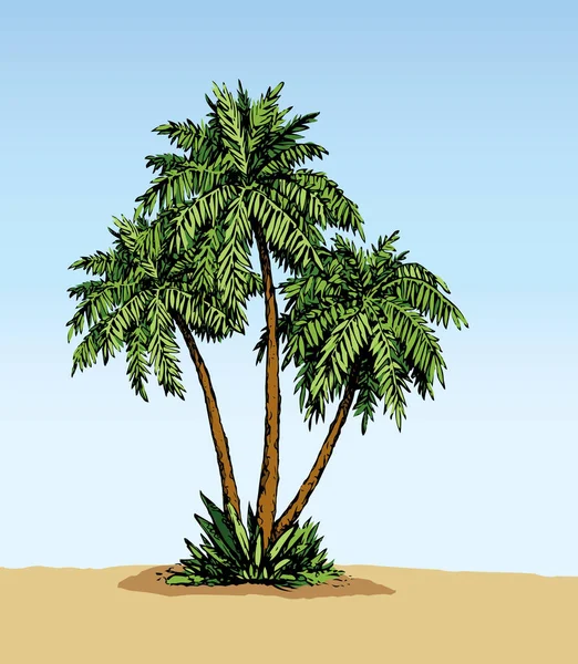 Palm on beach.  Vector drawing — Stock Vector