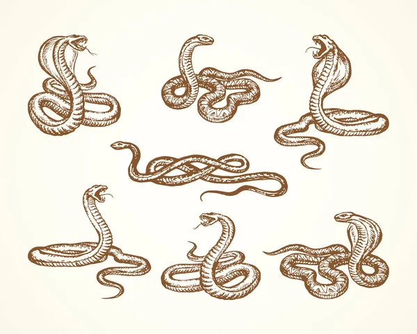 Serpente. Desenho vetorial —  Vetores de Stock