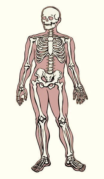 Esqueleto humano. Desenho esquemático vetorial —  Vetores de Stock