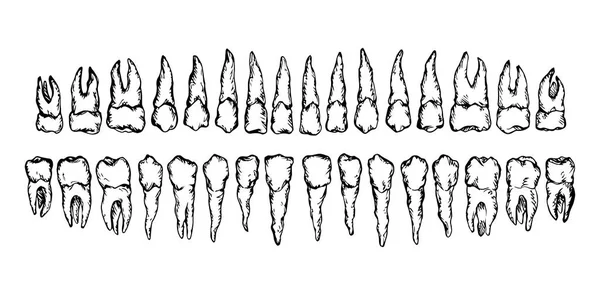 La disposición de los dientes. Dibujo vectorial — Archivo Imágenes Vectoriales