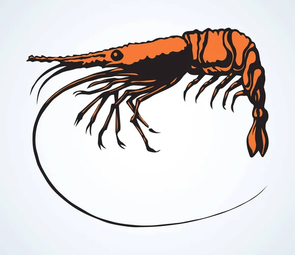 Big shrimp. Vector sketch drawing — Stock Vector