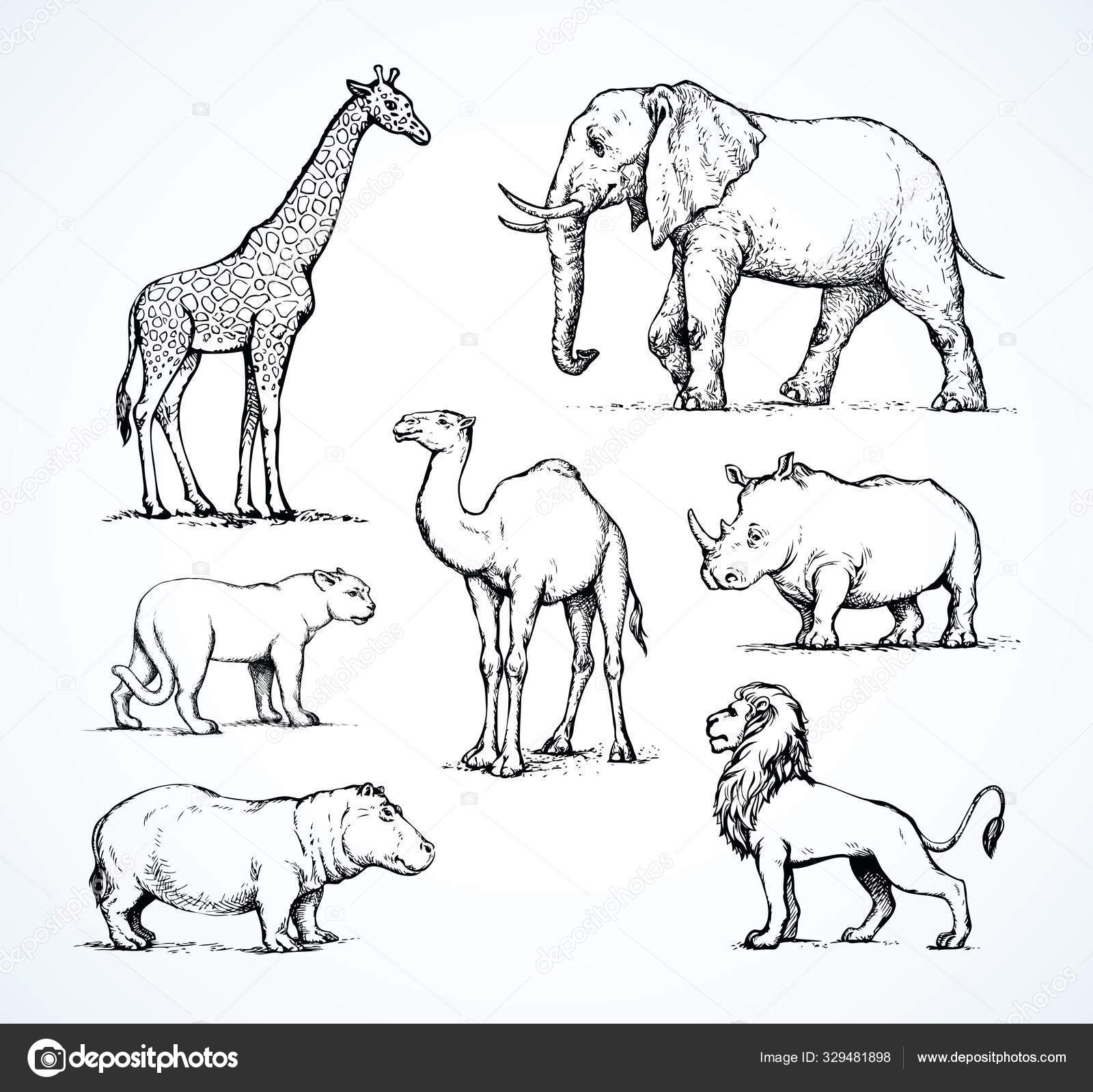 African animals. Vector drawing Stock Vector Image by ©Marinka #329481898