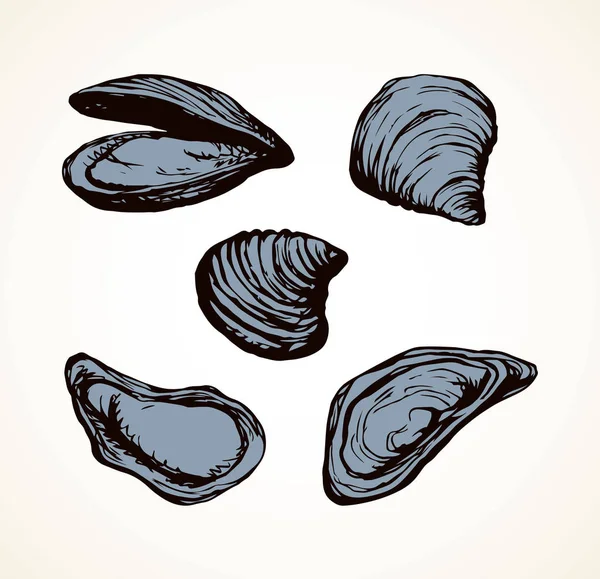 Oyster. Vector drawing — Stock Vector